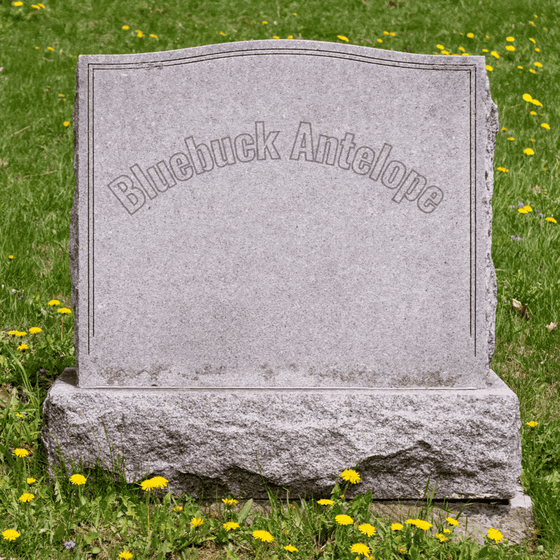 An antelope moves in front of a tombstone.
