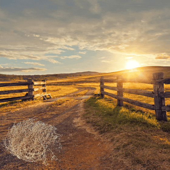 A robot follows a tumbleweed across a field.