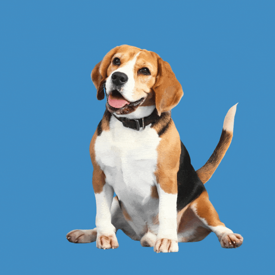 A beagle wagging its tail 