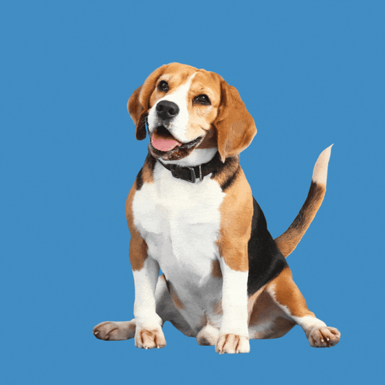 A beagle wagging its tail