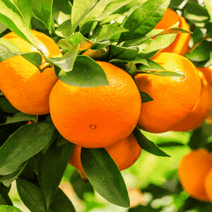 Robot hand picking an orange 