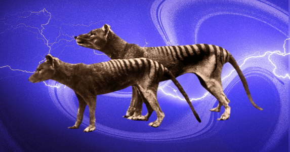 Two Tasmanian tigers on a purple background.