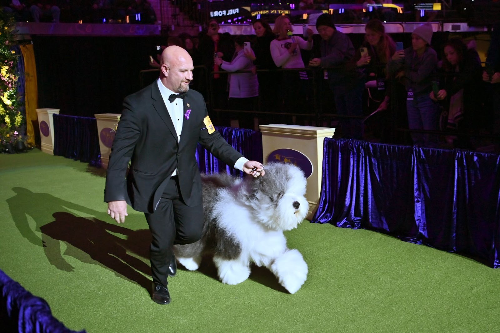 Handler in tuxedo presenting large fluffy Old English Sheepdog in show ring