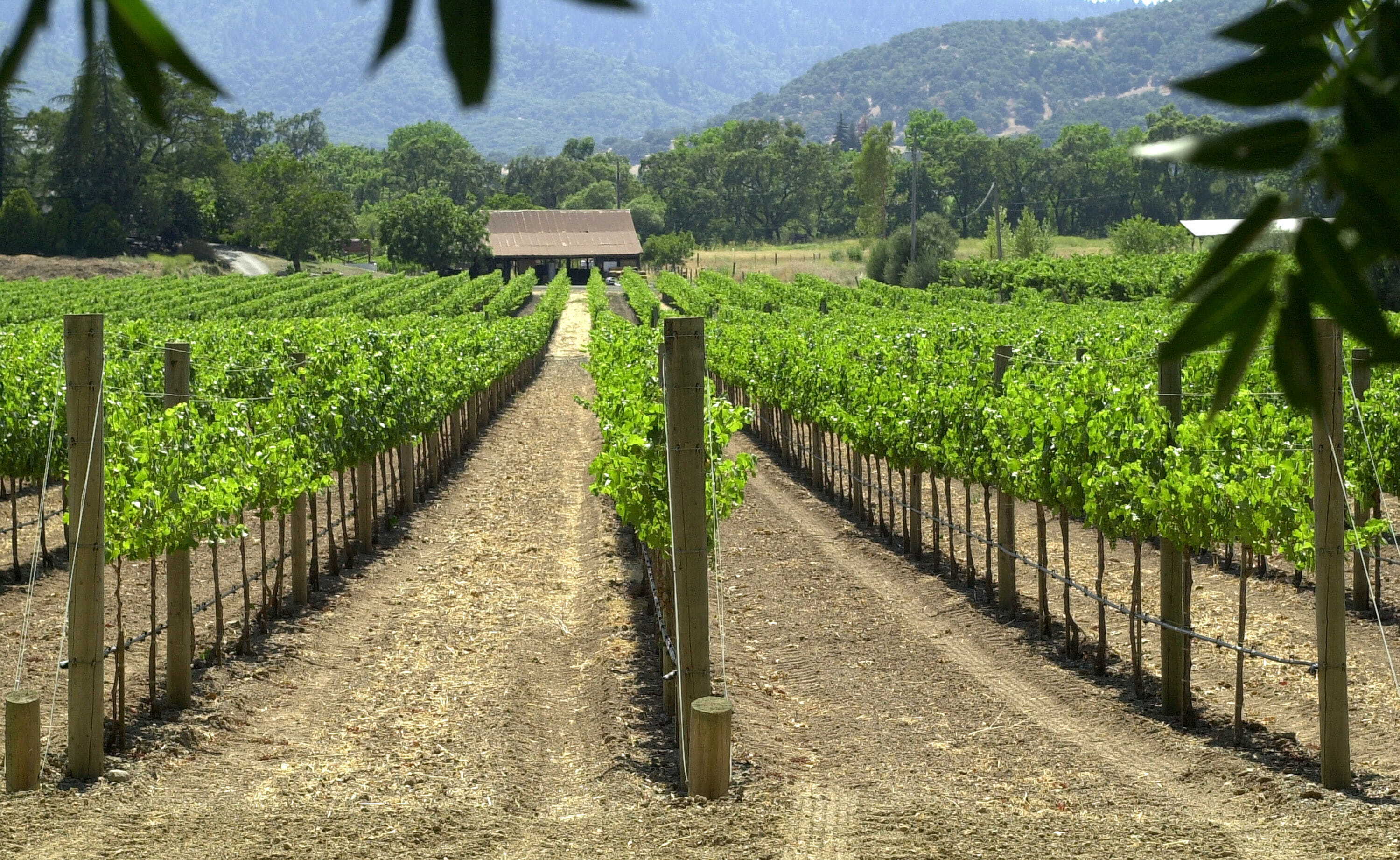 wine-vineyard