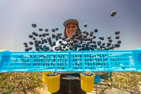 A woman on a farm tosses buckets of ripe blueberries.