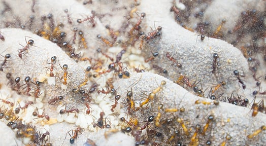 ants