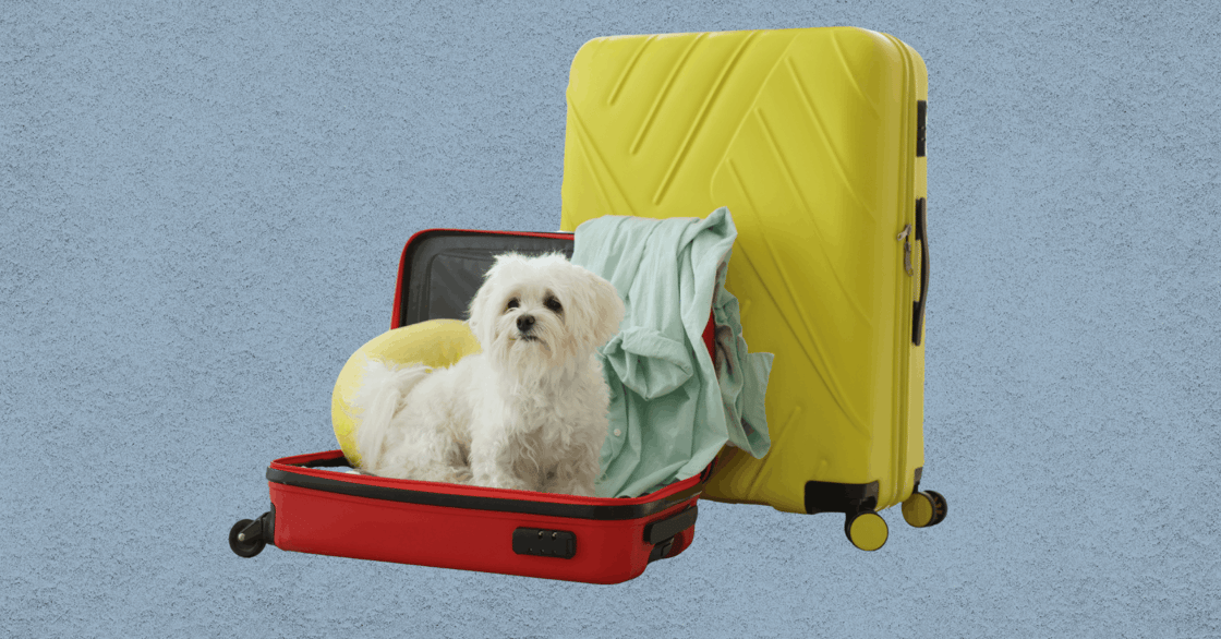 A dog in a suitcase