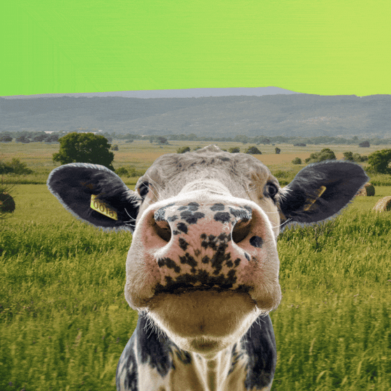 A cow