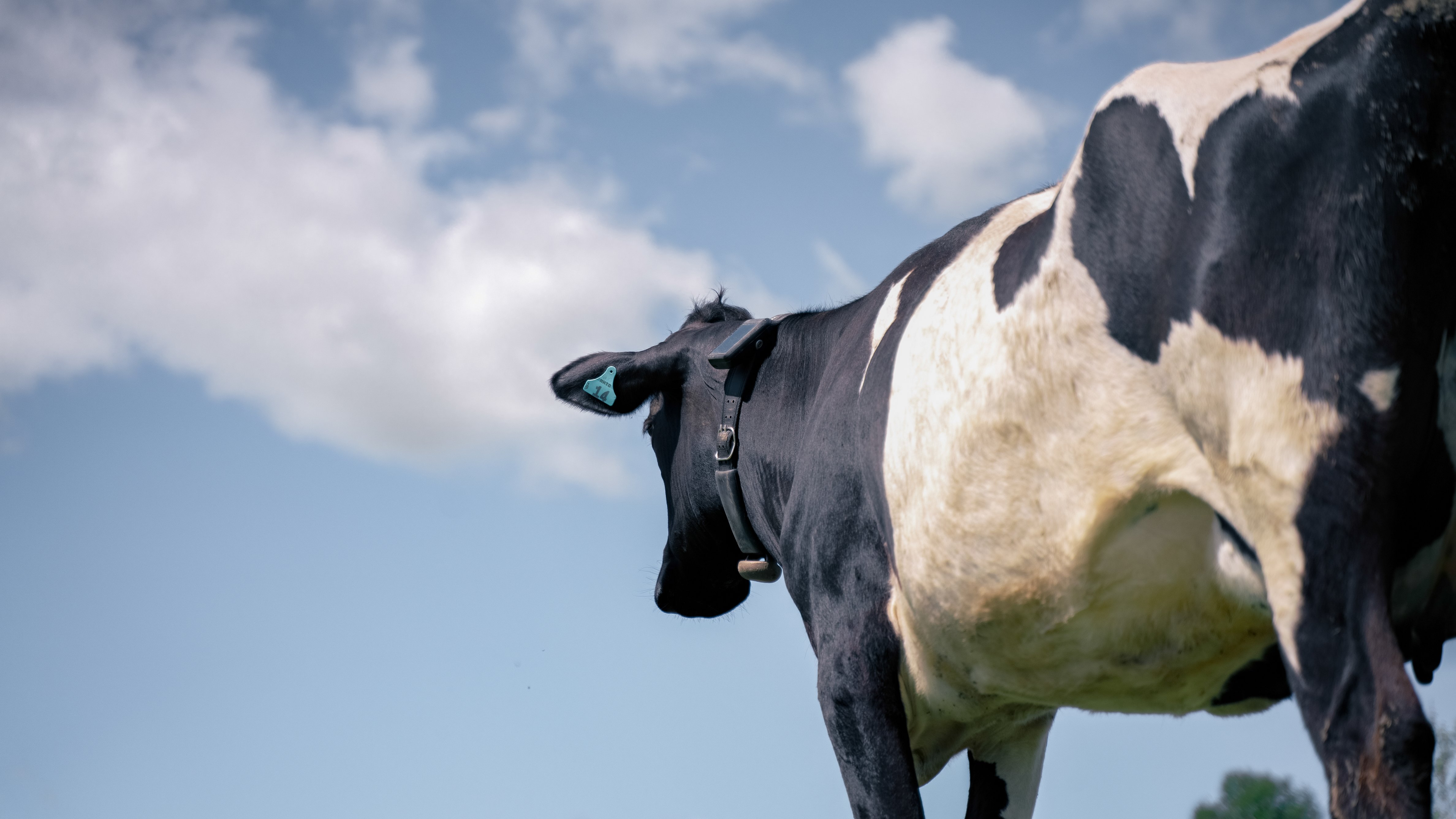 The Farm-Grown Engineer Revolutionizing Cow Herding