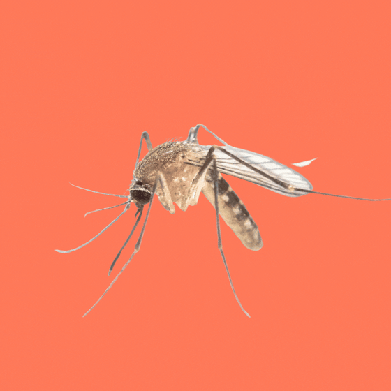 Mosquito zapped with laser