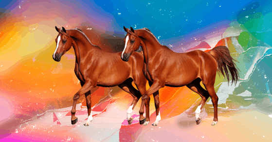 Two horses