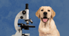 A yellow lab and a microscope
