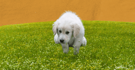 A puppy going to the bathroom in the grass