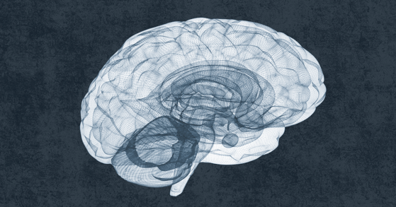 Brain
