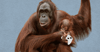 Orangutans 