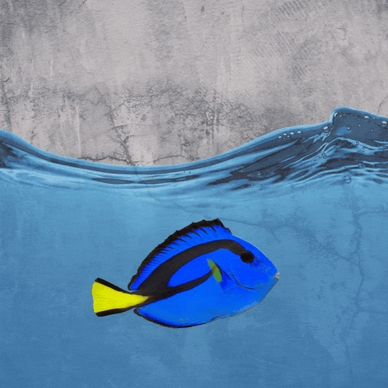 tropical fish swimming