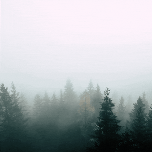 Lightning strikes a forest.