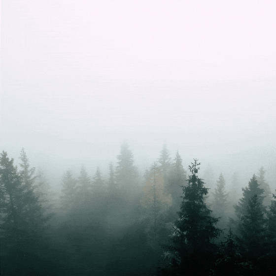 Lightning strikes a forest.