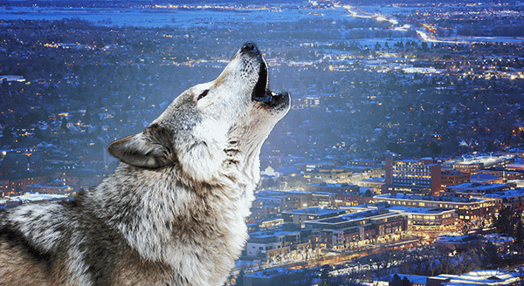 wolf