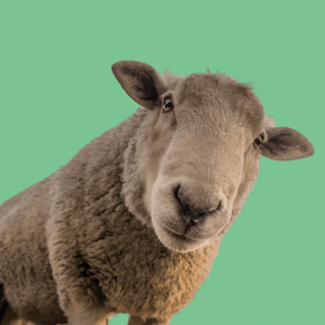 A sheep 