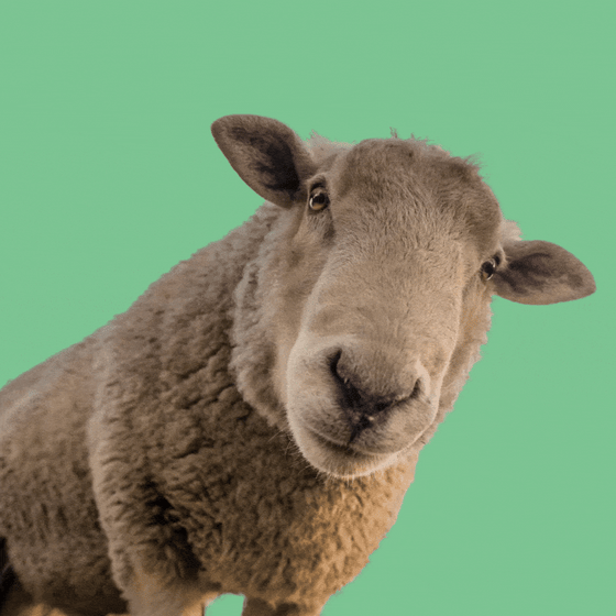 A sheep 