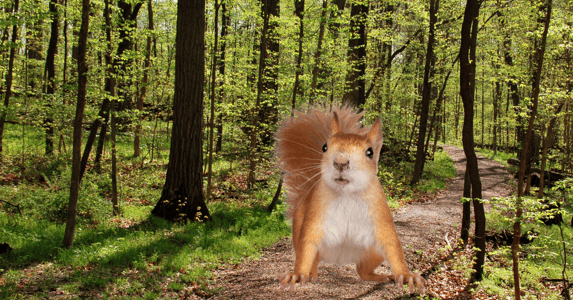 A gigantic squirrel sitting in the woods.