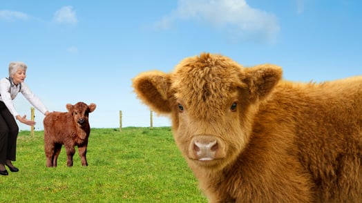 A fluffy cow standing in a field in the foreground while a woman pets another cow in the background.