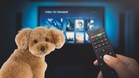 A fluffy brown dog looks at the camera. Next to it, a hand holds a remote control. In the background is a TV, the screen displaying a selection of music albums. 