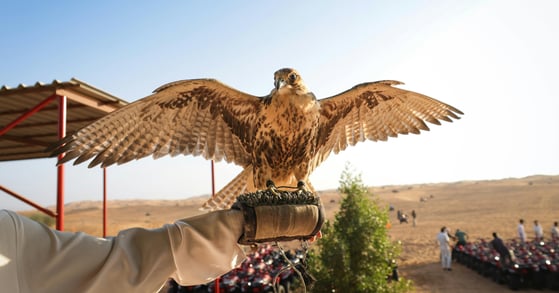 A falcon perches on a falconer's gloved arm. 