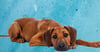 A brown dog with several acupuncture needles in its head and back.
