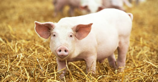 A pig
