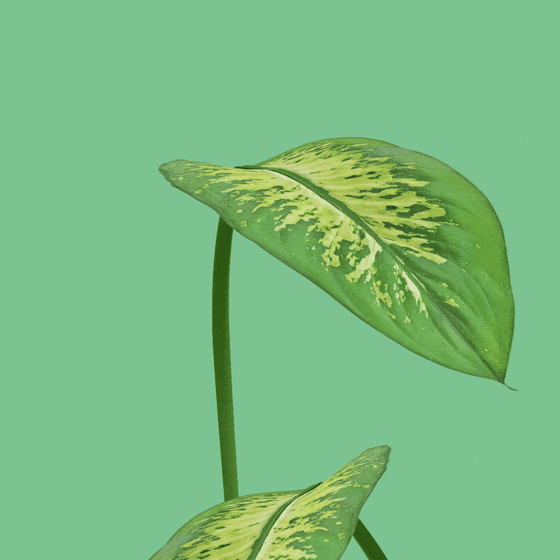 Plant growing