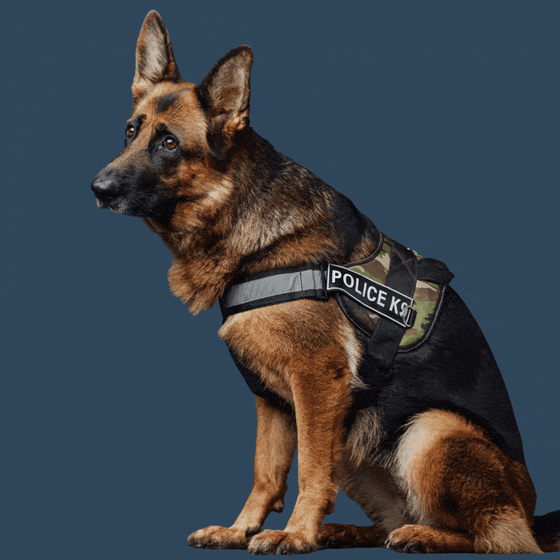 Police dog