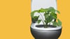 A plant growing from a toilet bowl