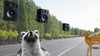 A raccoon and a deer stand along a tree-lined roadway. Speakers hang overhead. 