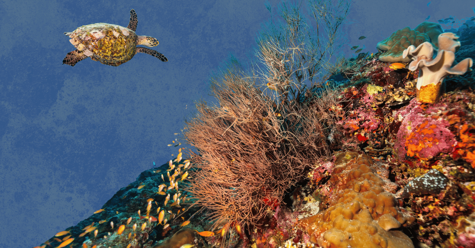 Life's a restored beach for these artificial reef startups
