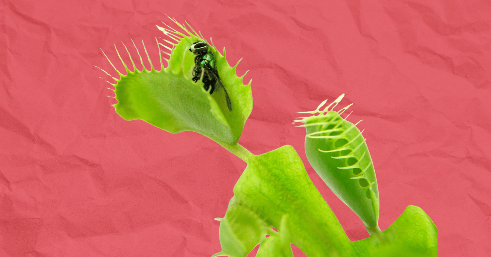Feed me, Seymour! People are hungry for carnivorous plants