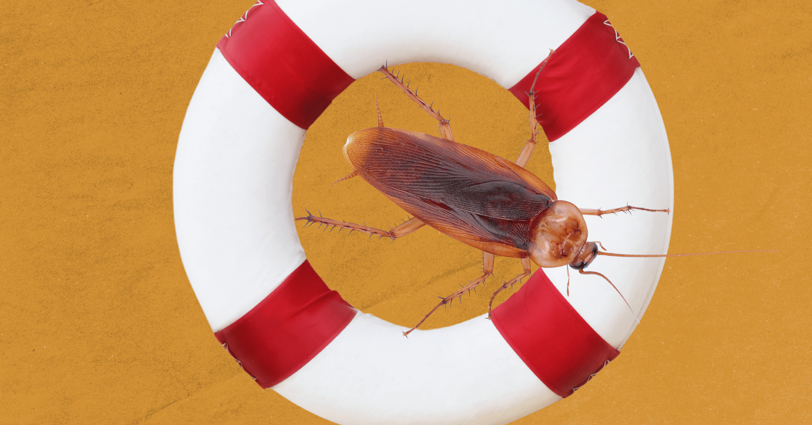 Cyborg roaches to the rescue?
