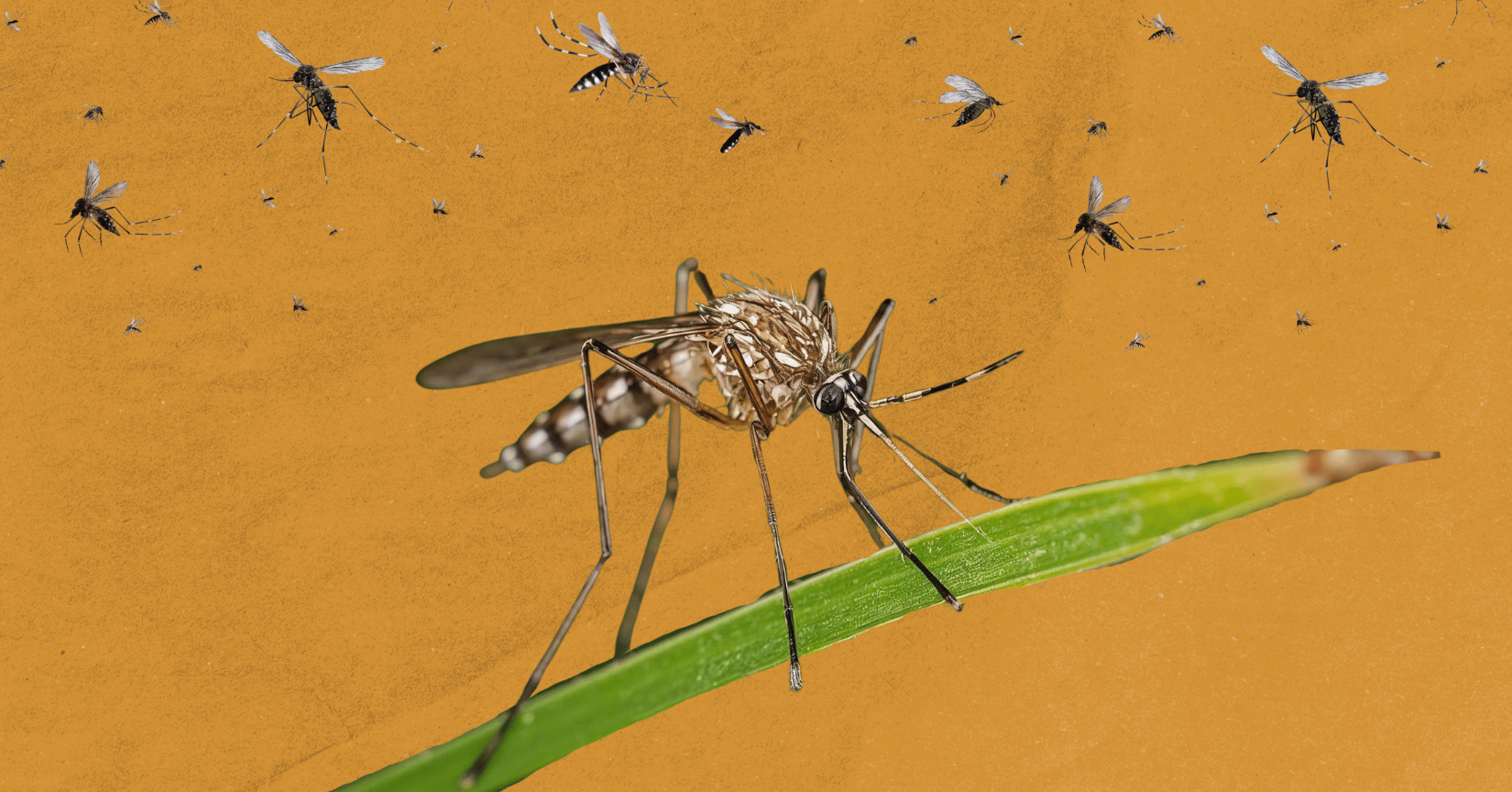 These killer drones are declaring war on mosquitoes