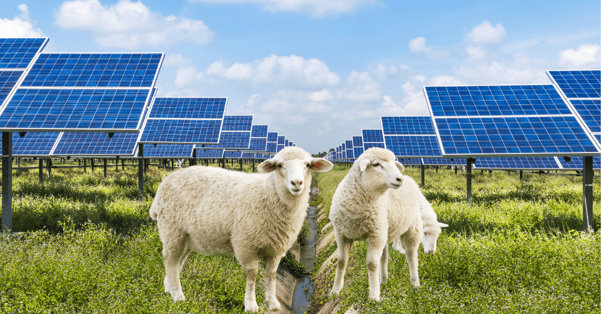 Solar sheep are grazing big bucks&nbsp;