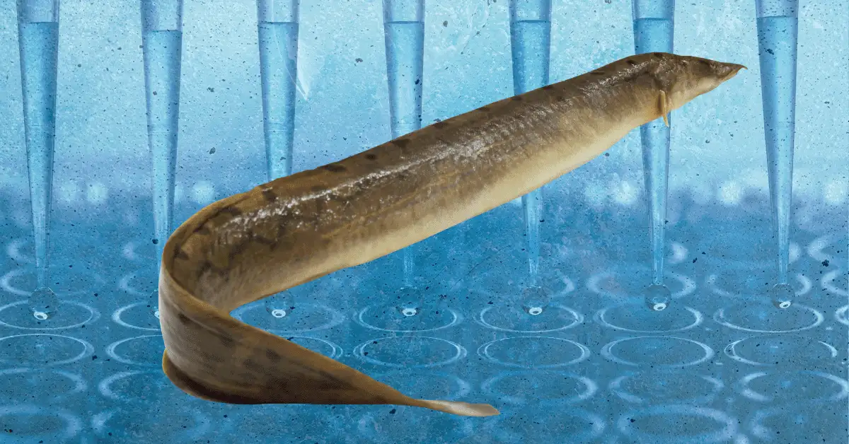 Lab-grown meat to save the eels — and your sushi