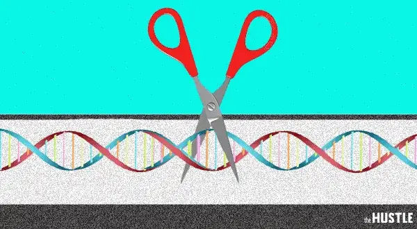 Gene Editing Treatment Crispr Gets Caught Up In Cancer Scare Sending Stocks Plummeting