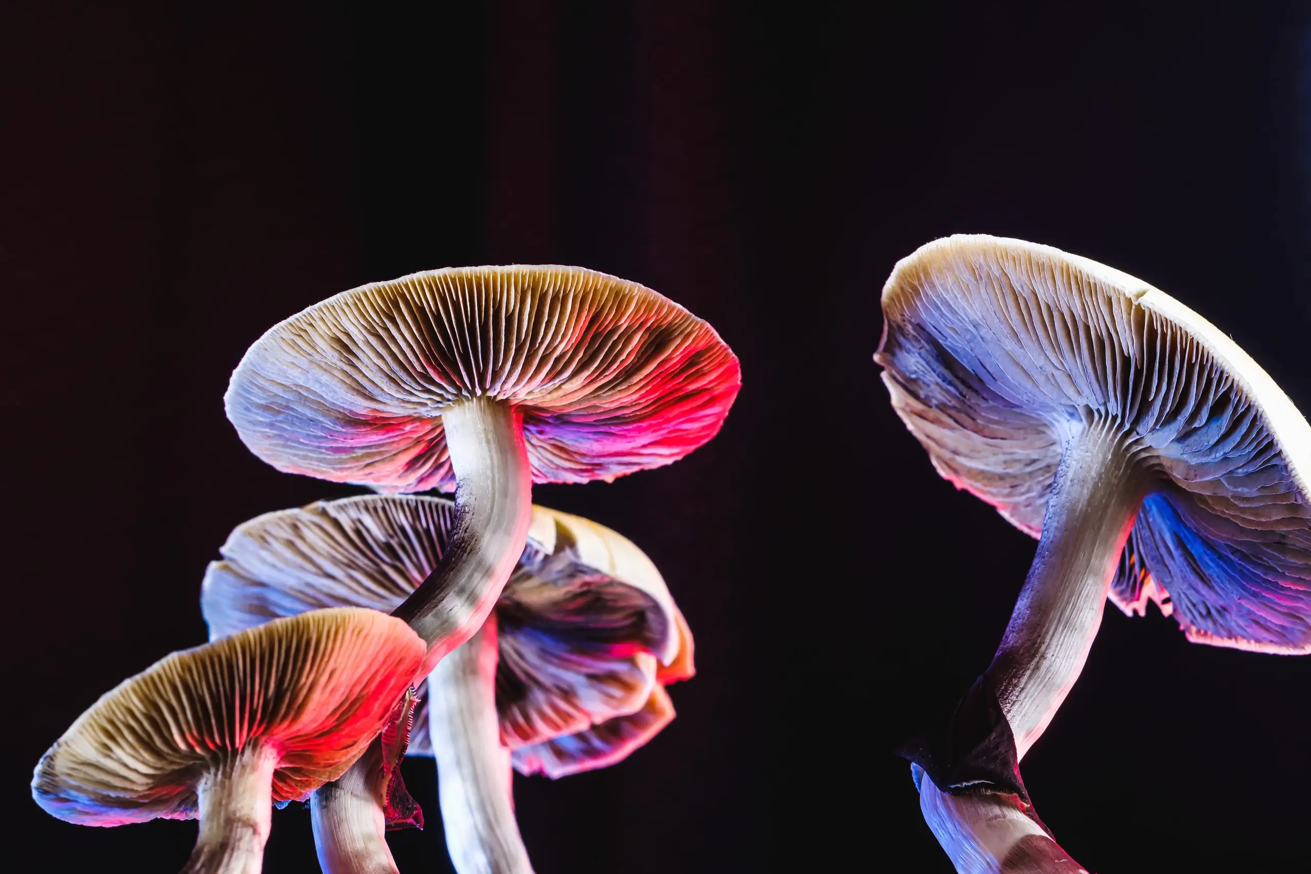 the-psychedelic-mushroom-biz-is-simmering-the-hustle