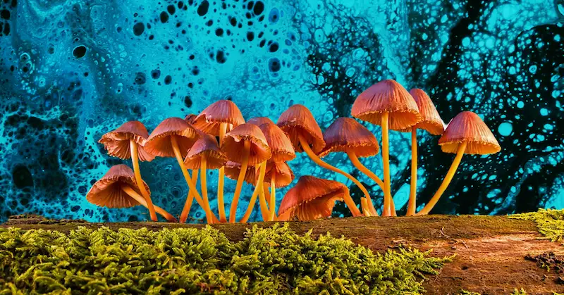 A cluster of orange mushrooms growing on a patch of grass and dirt on a blue background.